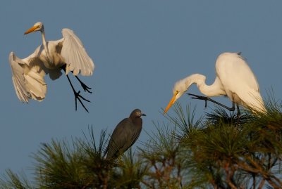Great Egrets & Little Blue Heron