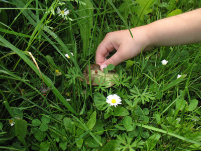  finding a lady bug