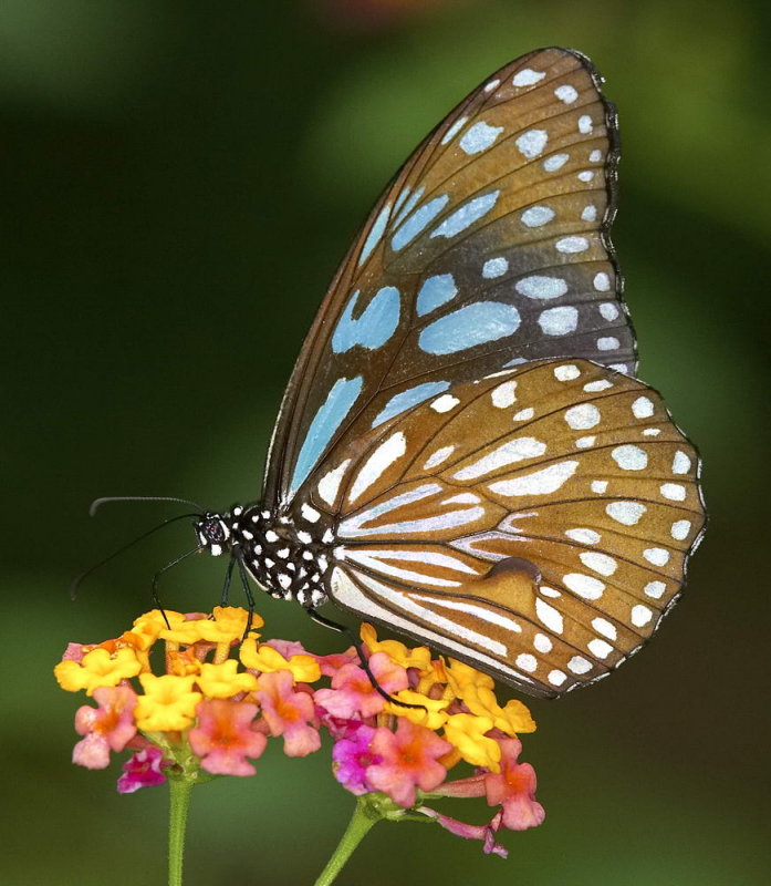 Ceylon Blue Tiger 擬旖斑蝶 Ideoposis similis