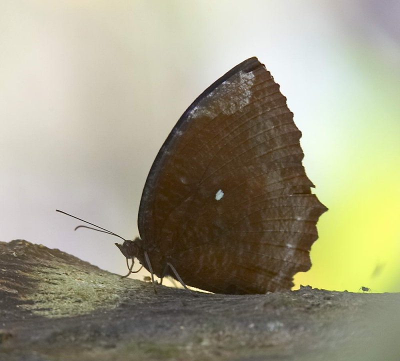 Common Palmfly 翠䄂鋸眼蝶 Elymnias hypermnestra