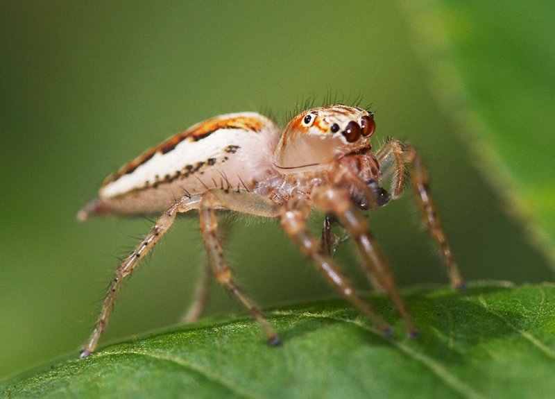 Lynx Spider 貓蛛 Oxyopes sp.
