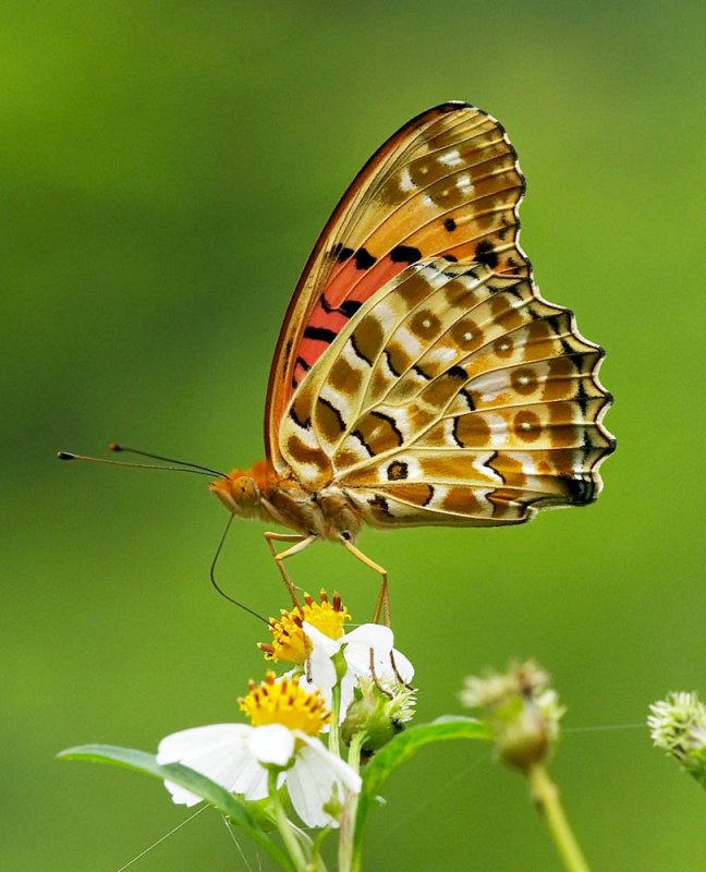 Indian Fritillary (male) 斐豹蛺蝶（雄）Argyreus hyperbius