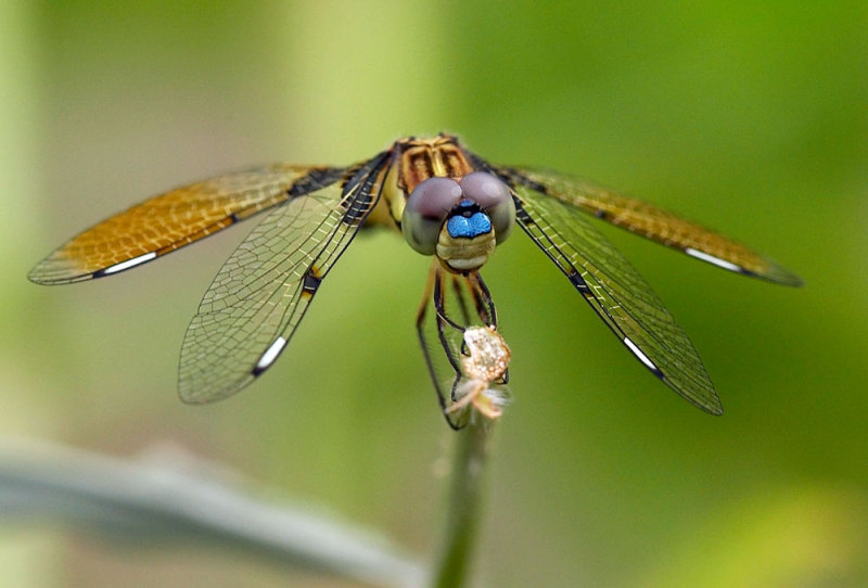 Asian Widow 六斑曲緣蜻 Palpopleura sexmaculata