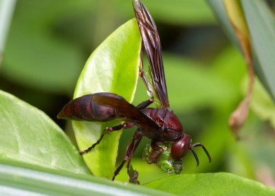 Paper Wasp 棕馬蜂 Polistes tenebricosus