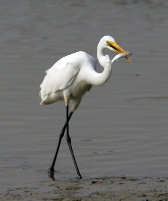 Dining Egret #1
