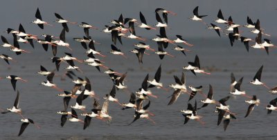 Black-winged stilt 黑翅長腳鷸