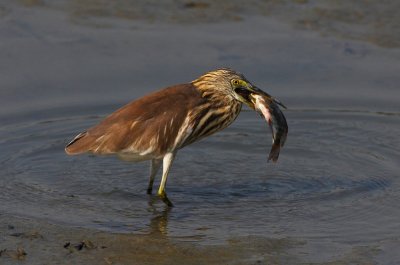 Chinese Pond Heron 池鷺