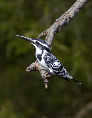 Pied Kingfisher 斑魚狗