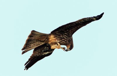 Black Kite