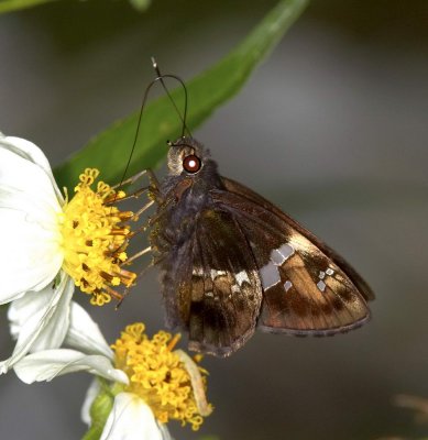 Tree Flitter 希弄蝶 Hyarotis adrastus