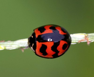 Ladybird Beetle 九斑盤瓢蟲 Menochilus sexmaculatus