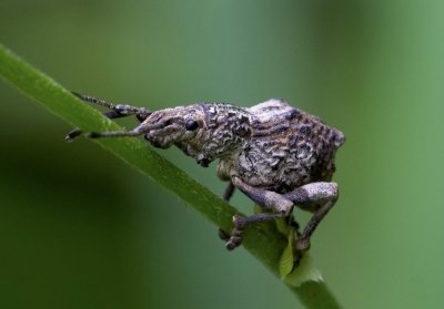 Broad-nosed Weevil 圓腹象 Blosyrus sp.