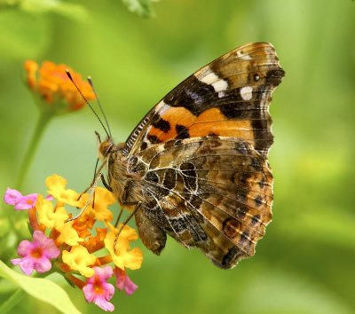 Indian Red Admiral 大紅蛺蝶 Vanessa indica