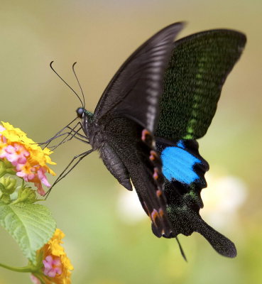 Paris Peacok 巴黎翠鳳蝶 Papilio paris