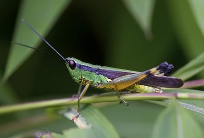 Tooth-legged Grasshopper 黑翅竹蝗 Ceracris fasciata