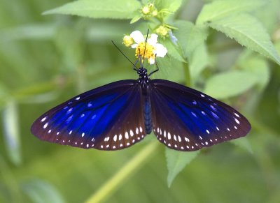 Blue-spotted Crow 藍點紫斑蝶 Euploea midamus