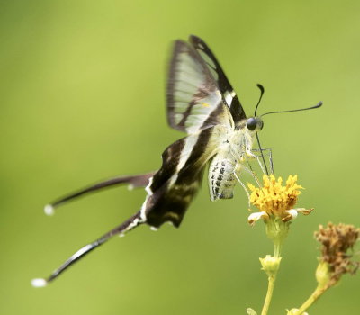 White Dragontail 燕鳳蝶 Lamproptera curius