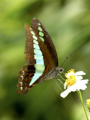 Common Bluebottle 青鳳蝶 Graphium Sarpedon