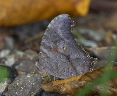 Dark Evening Brown 睇暮眼蝶 Melanitis phedima