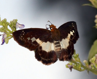 White-banded Flat 匪夷捷弄蝶 Gerosis phisara