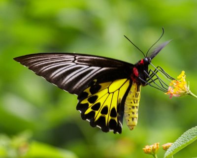 Common Birdwing (female) 裳鳳蝶Troides Helena