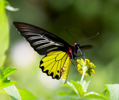 Common Birdwing (male) 裳鳳蝶Troides Helena