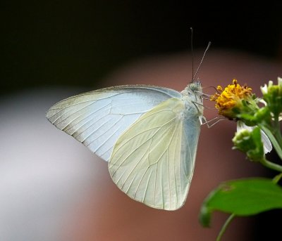 Common Albatross 白翅尖粉蝶 Appias albina