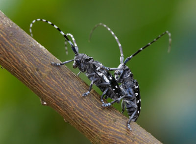 Long-horned Beetle 星天牛 Anoplophora chinensis