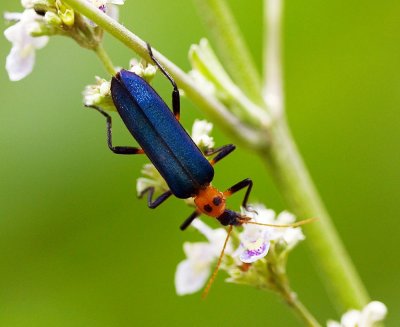 Soft-winged Flower Beetle 眼斑擬花螢 Idgia oculata