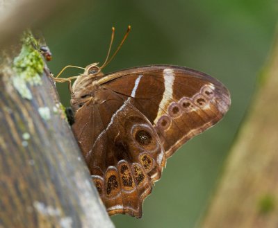 Bamboo Tree Brown 長紋黛眼蝶 Lethe europa