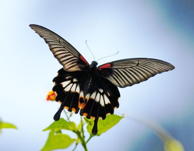 Great Mormon 美鳯蝶 Papilio Memnon (Form Achates)