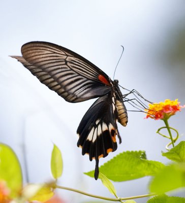 Great Mormon 美鳯蝶 Papilio Memnon (Form Achates)