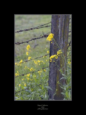 Mustard Flowers