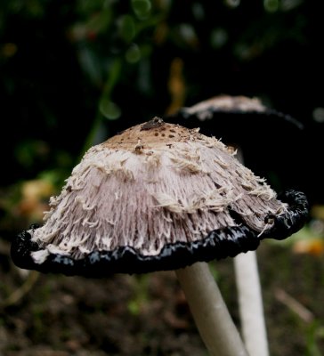 Geschubde inktzwam - Coprinus comatus