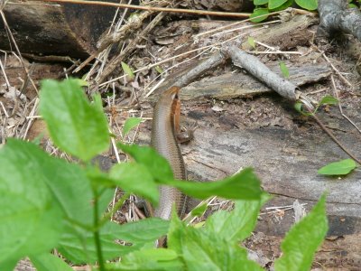 Mammoth Cave, KY  5/23/2008