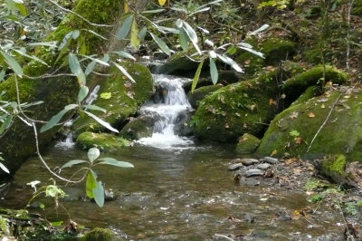 Cosby, TN - Nature Trail