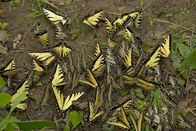 SWALLOWTAILS 