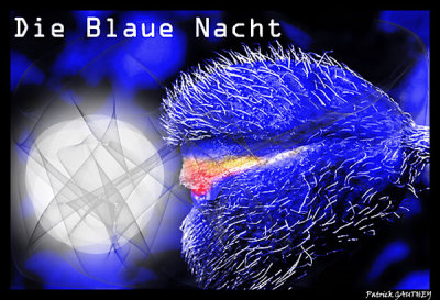 Gallery Blue night - Die Blaue Nacht - La nuit Bleue