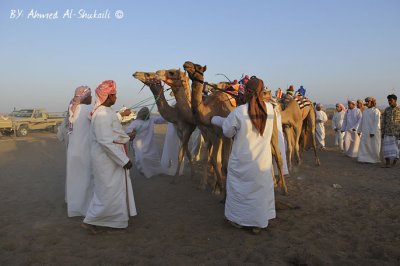 Preparing the camels for the race