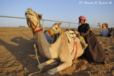 My Camel is ready for the race