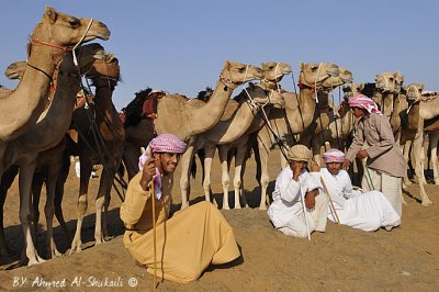 Bediah Camel Race