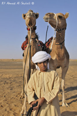 My camels