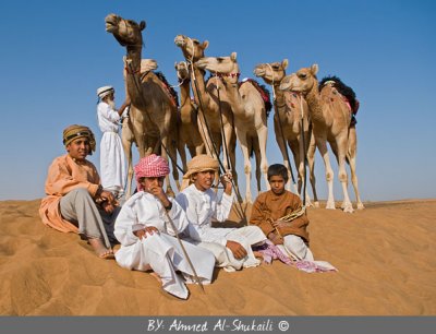 The Beduin and The Camels