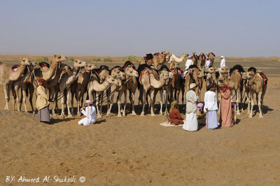Racing Camels