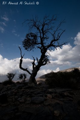 Tree from Jabal Shams