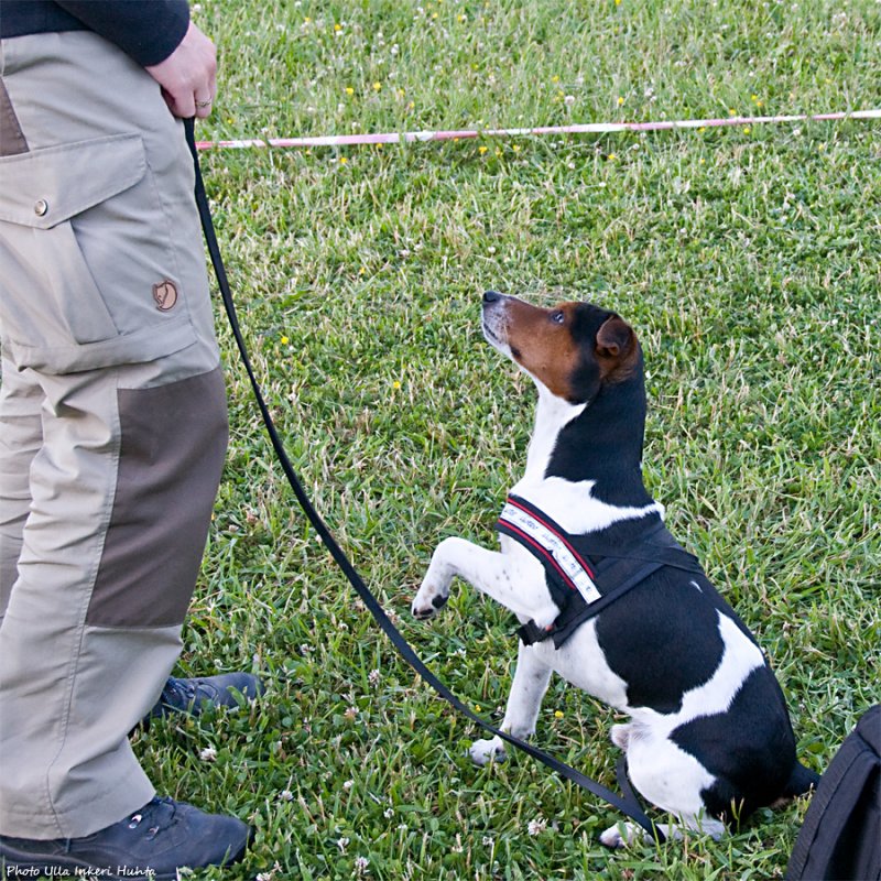 Vrldens ldsta hundtrick