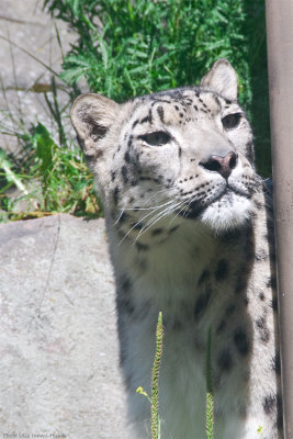 Curious Snow Leopard