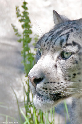 Snow Leopard