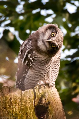 Young Hawk Owl