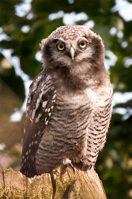 Hawk Owl baby, born in May 2008